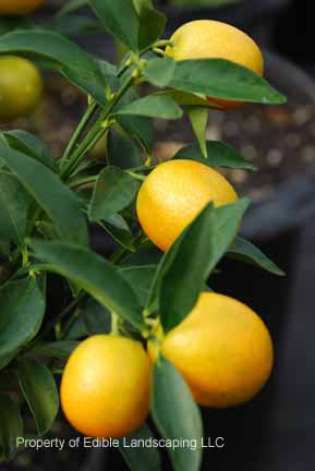 Citrus Meiwa Kumquat